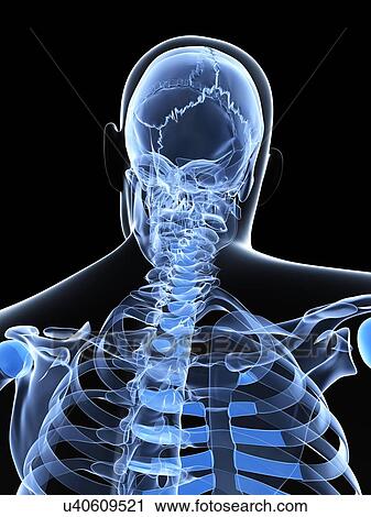 Male neck bones, artwork View Large Illustration Clip Art - Male neck bones, artwork. Fotosearch