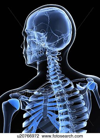Male neck bones, artwork View Large Illustration Drawing - Male neck bones, artwork. Fotosearch