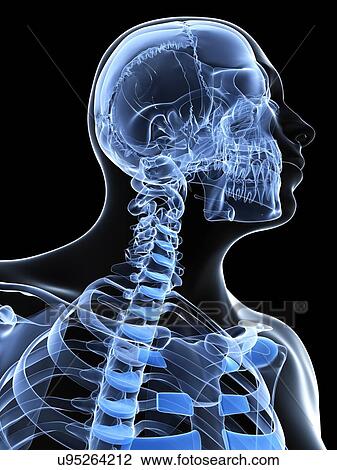 Male neck bones, artwork View Large Illustration Drawing - Male neck bones, artwork. Fotosearch