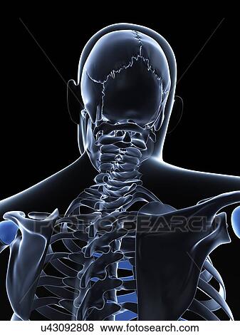 Male neck bones, artwork View Large Illustration Stock Illustration - Male neck bones, artwork. Fotosearch