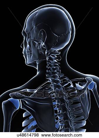 Stock Illustration - Male neck bones, artwork. Fotosearch