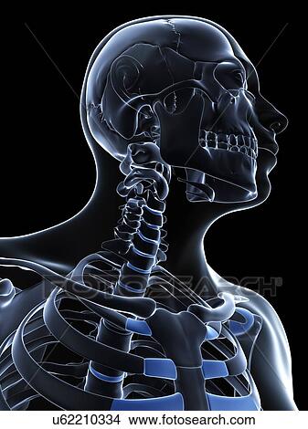 Male neck bones, artwork View Large Illustration Stock Illustration - Male neck bones, artwork. Fotosearch