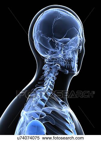 Male neck bones, artwork View Large Illustration Stock Illustration - Male neck bones, artwork. Fotosearch