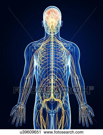 Clip Art - Male nervous system, artwork. Fotosearch