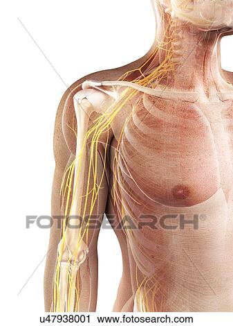 Male nervous system, artwork View Large Illustration Clip Art - Male nervous system, artwork. Fotosearch