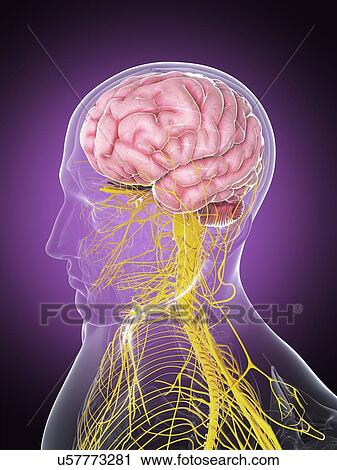 Clip Art - Male nervous system, artwork. Fotosearch