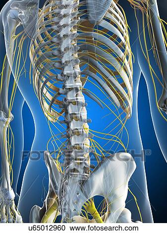 Male nervous system, artwork View Large Illustration Clipart - Male nervous system, artwork. Fotosearch