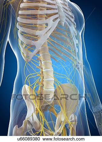 Male nervous system, artwork View Large Illustration Clipart - Male nervous system, artwork. Fotosearch
