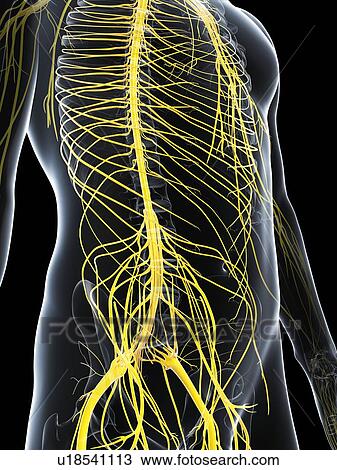 Drawing - Male nervous system, artwork. Fotosearch