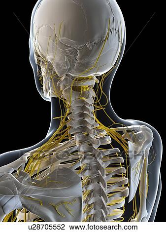 Drawing - Male nervous system, artwork. Fotosearch