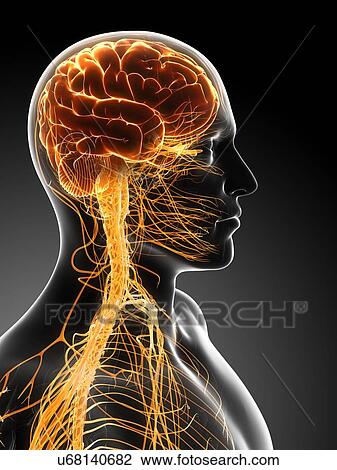 Drawing - Male nervous system, artwork. Fotosearch