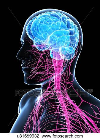 Male nervous system, artwork View Large Illustration Drawing - Male nervous system, artwork. Fotosearch