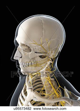 Male nervous system, artwork View Large Illustration Drawing - Male nervous system, artwork. Fotosearch