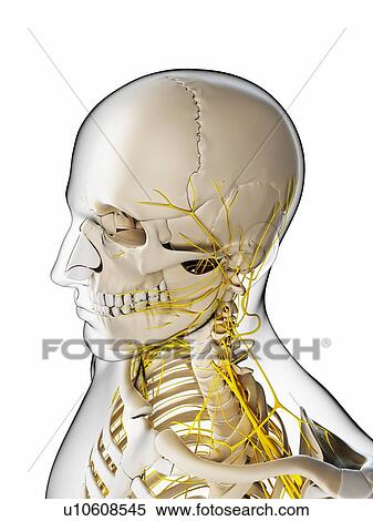 Stock Illustration - Male nervous system, artwork. Fotosearch