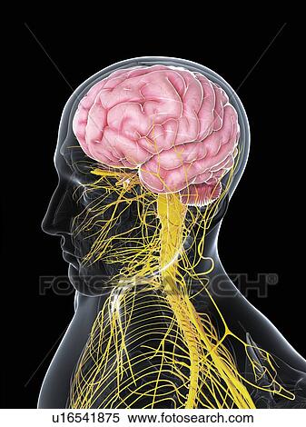 Stock Illustration - Male nervous system, artwork. Fotosearch