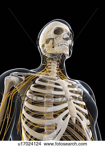 Male nervous system, artwork View Large Illustration Stock Illustration - Male nervous system, artwork. Fotosearch