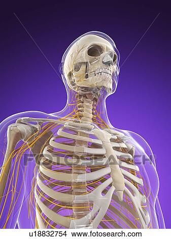 Male nervous system, artwork View Large Illustration Stock Illustration - Male nervous system, artwork. Fotosearch