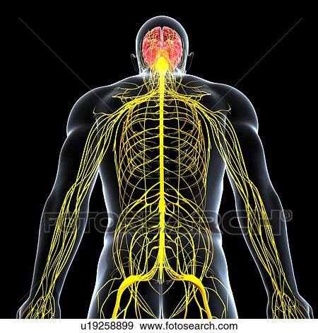 Male nervous system, artwork View Large Illustration Stock Illustration - Male nervous system, artwork. Fotosearch