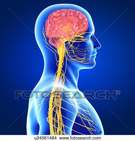 Male nervous system, artwork View Large Illustration Stock Illustration - Male nervous system, artwork. Fotosearch