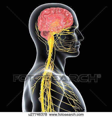 Stock Illustration - Male nervous system, artwork. Fotosearch