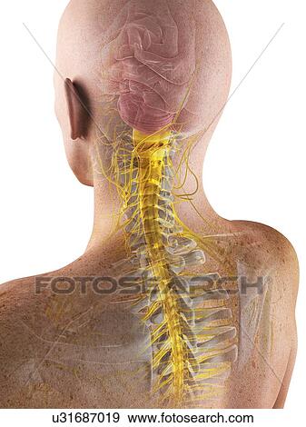 Stock Illustration - Male nervous system, artwork. Fotosearch