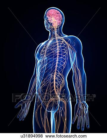Stock Illustration - Male nervous system, artwork. Fotosearch