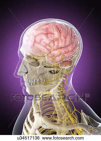 Male nervous system, artwork View Large Illustration Stock Illustration - Male nervous system, artwork. Fotosearch