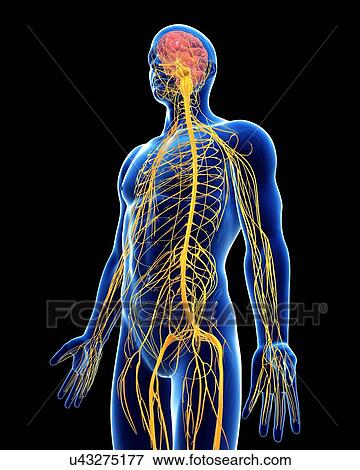 Male nervous system, artwork View Large Illustration Stock Illustration - Male nervous system, artwork. Fotosearch