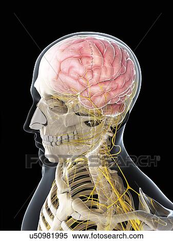 Stock Illustration - Male nervous system, artwork. Fotosearch