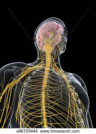 Male nervous system, artwork View Large Illustration Stock Illustration - Male nervous system, artwork. Fotosearch