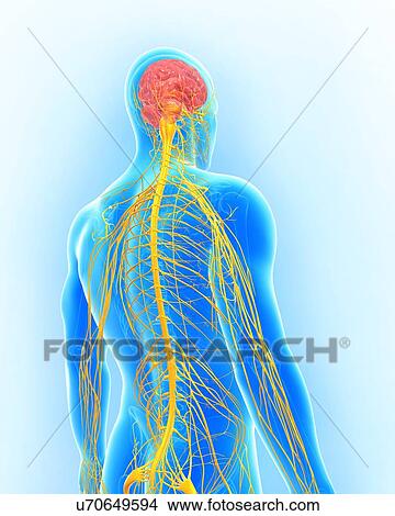 Stock Illustration - Male nervous system, artwork. Fotosearch