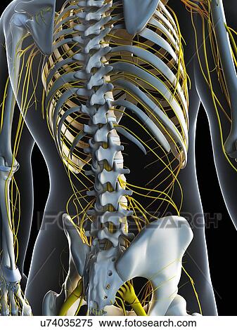 Stock Illustration - Male nervous system, artwork. Fotosearch