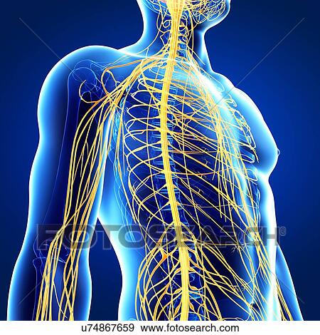 Male nervous system, artwork View Large Illustration Stock Illustration - Male nervous system, artwork. Fotosearch