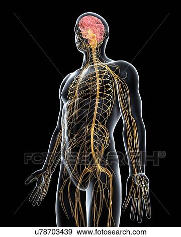 Male nervous system, artwork View Large Illustration Stock Illustration - Male nervous system, artwork. Fotosearch