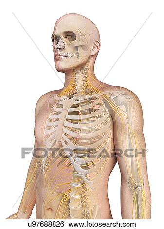 Stock Illustration - Male nervous system, artwork. Fotosearch