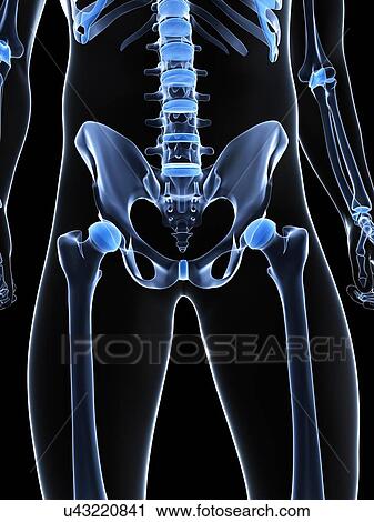 Male pelvis bones, artwork View Large Illustration Clip Art - Male pelvis bones, artwork. Fotosearch