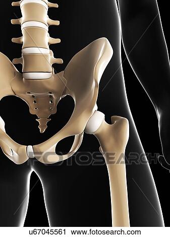Male pelvis bones, artwork View Large Illustration Clip Art - Male pelvis bones, artwork. Fotosearch