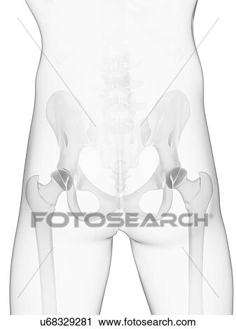 Male pelvis bones, artwork View Large Illustration Clip Art - Male pelvis bones, artwork. Fotosearch