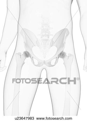 Drawing - Male pelvis bones, artwork. Fotosearch