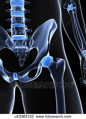 Male pelvis bones, artwork View Large Illustration Drawing - Male pelvis bones, artwork. Fotosearch