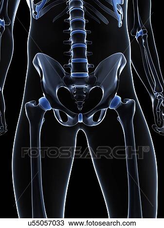 Male pelvis bones, artwork View Large Illustration Drawing - Male pelvis bones, artwork. Fotosearch