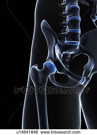Male pelvis bones, artwork View Large Illustration Stock Illustration - Male pelvis bones, artwork. Fotosearch