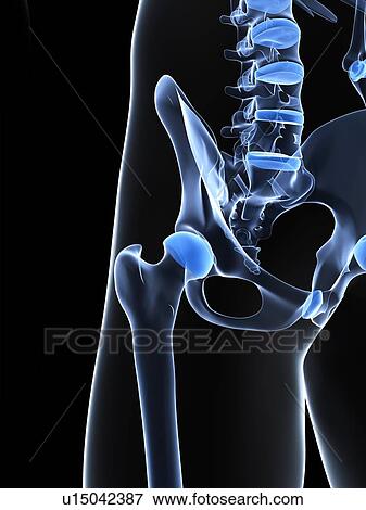 Male pelvis bones, artwork View Large Illustration Stock Illustration - Male pelvis bones, artwork. Fotosearch