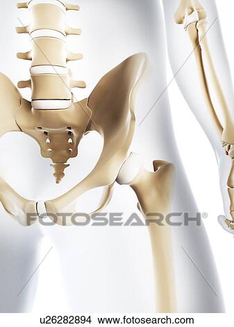 Male pelvis bones, artwork View Large Illustration Stock Illustration - Male pelvis bones, artwork. Fotosearch