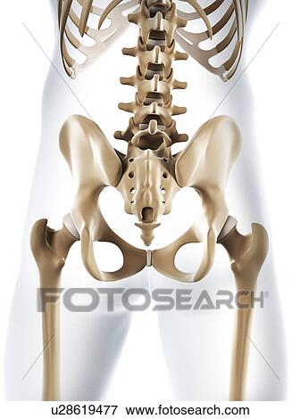 Male pelvis bones, artwork View Large Illustration Stock Illustration - Male pelvis bones, artwork. Fotosearch