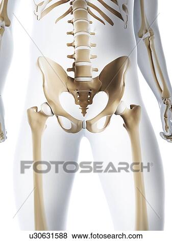 Stock Illustration - Male pelvis bones, artwork. Fotosearch