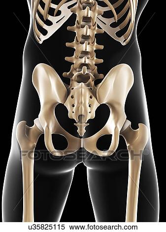 Male pelvis bones, artwork View Large Illustration Stock Illustration - Male pelvis bones, artwork. Fotosearch