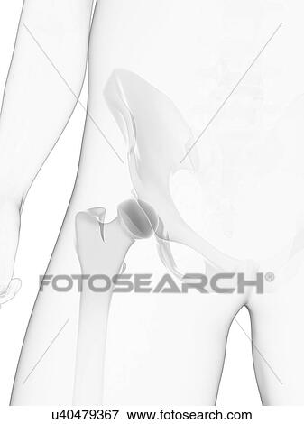 Stock Illustration - Male pelvis bones, artwork. Fotosearch