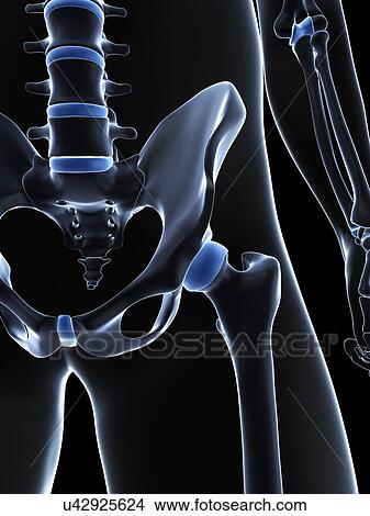 Male pelvis bones, artwork View Large Illustration Stock Illustration - Male pelvis bones, artwork. Fotosearch