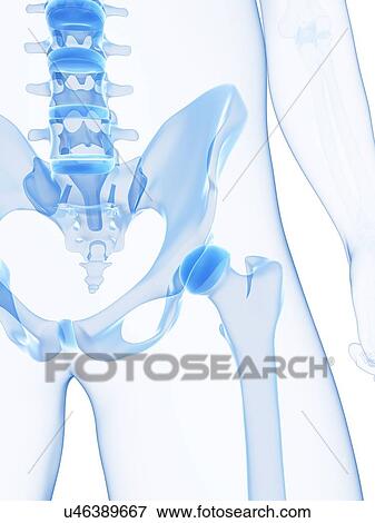 Stock Illustration - Male pelvis bones, artwork. Fotosearch